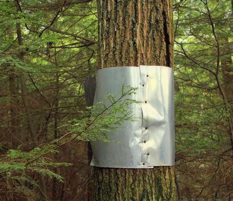 sheet metal squirrel guard|tree wrap to prevent squirrels.